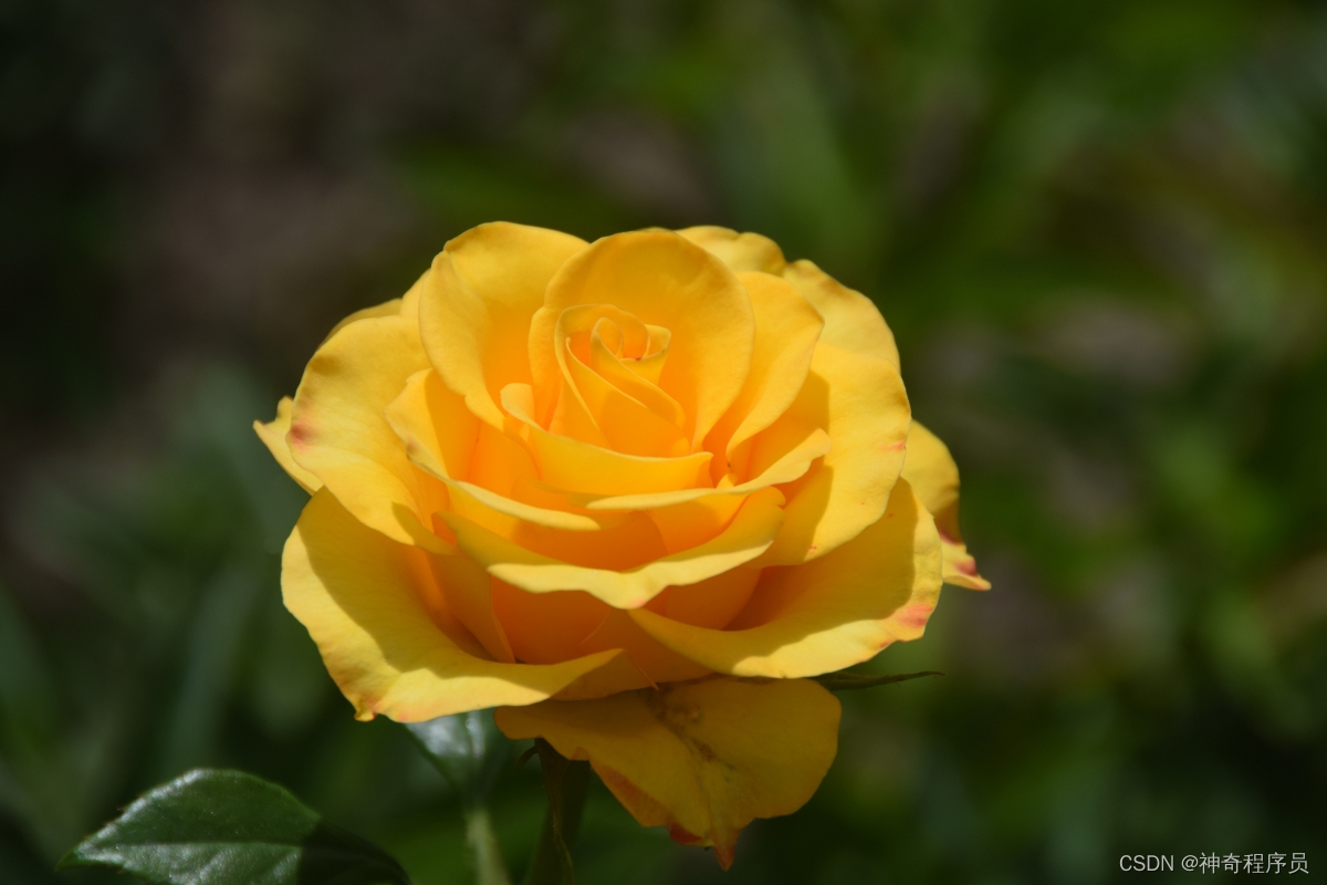 实现Web端自定义截屏(原生JS版)