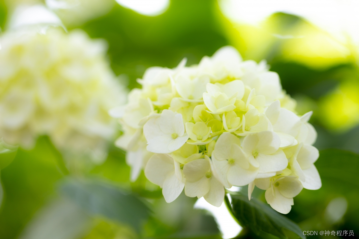 深入理解立即执行函数